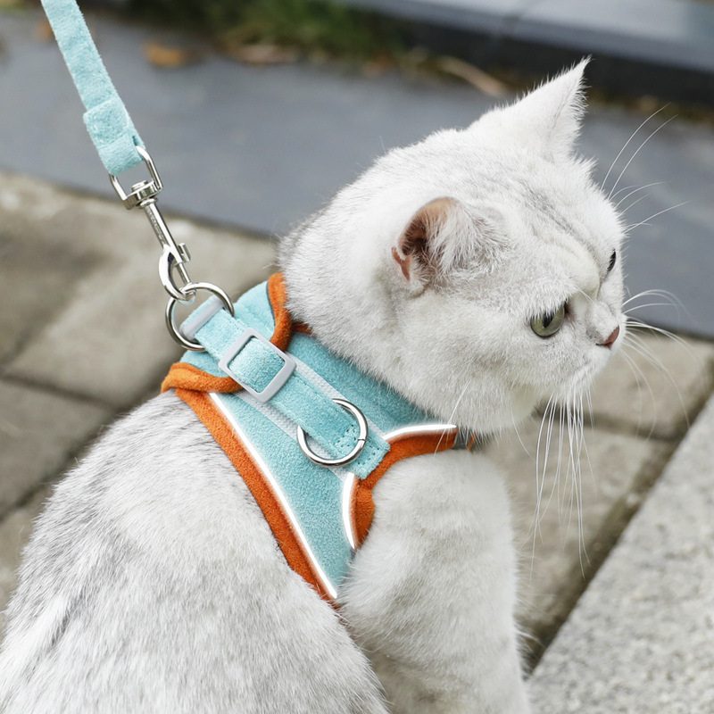 하네스를 착용한 고양이 클로즈업