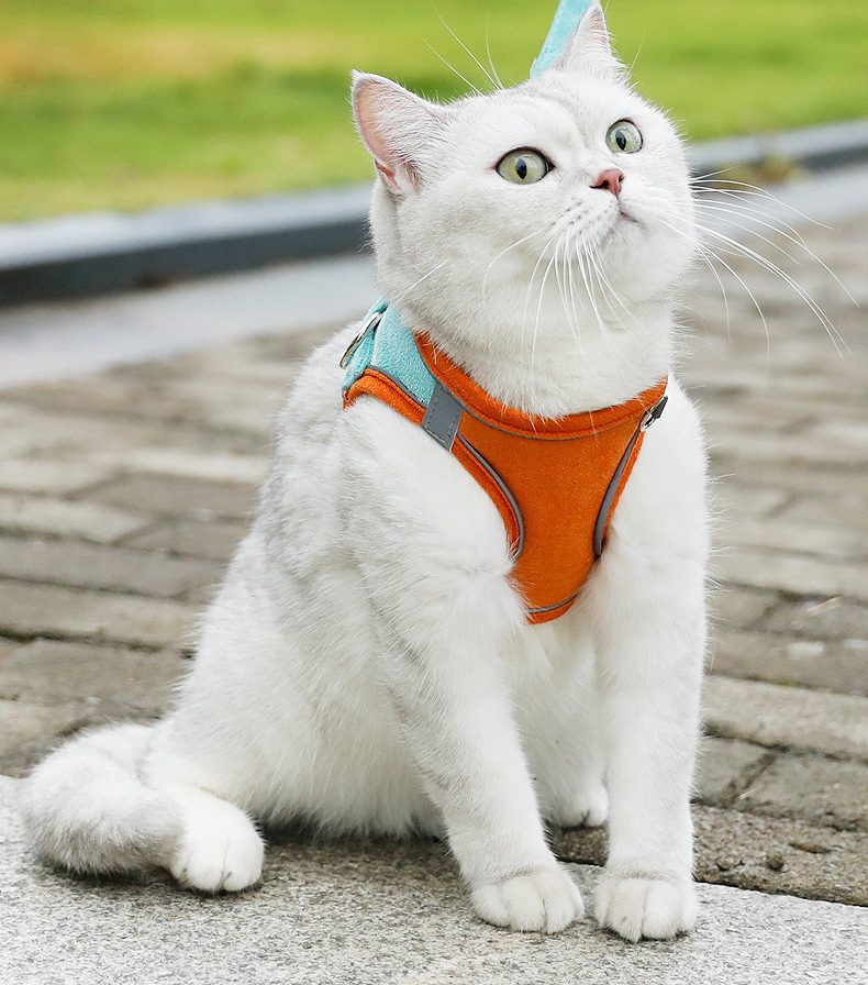 오렌지 민트 하네스를 착용한 고양이