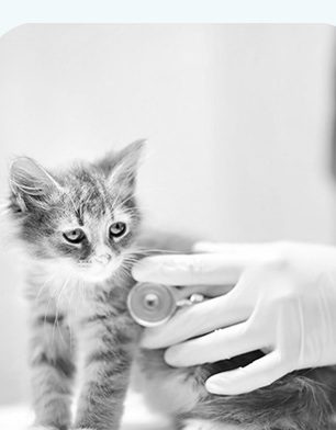 병원 진료를 받는 고양이