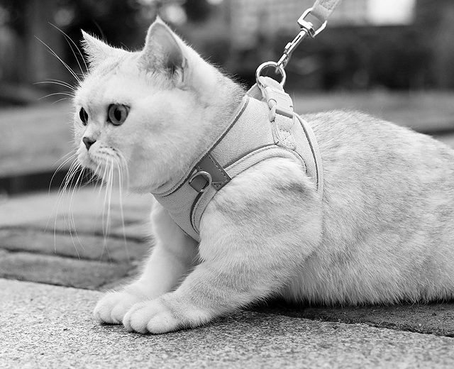 처음 바깥에 나온 고양이